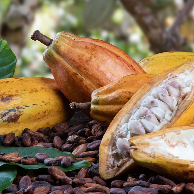 cut-cocoa-fruits-and-raw-cocoa-beans-with-defocused-cocoa-plantation-in-the-background